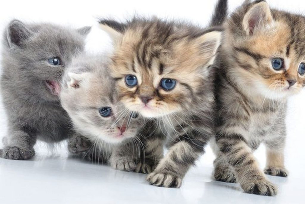 Cute Cats Chrome New tab & Wallpapers | Free Chrome New Tab Extensions