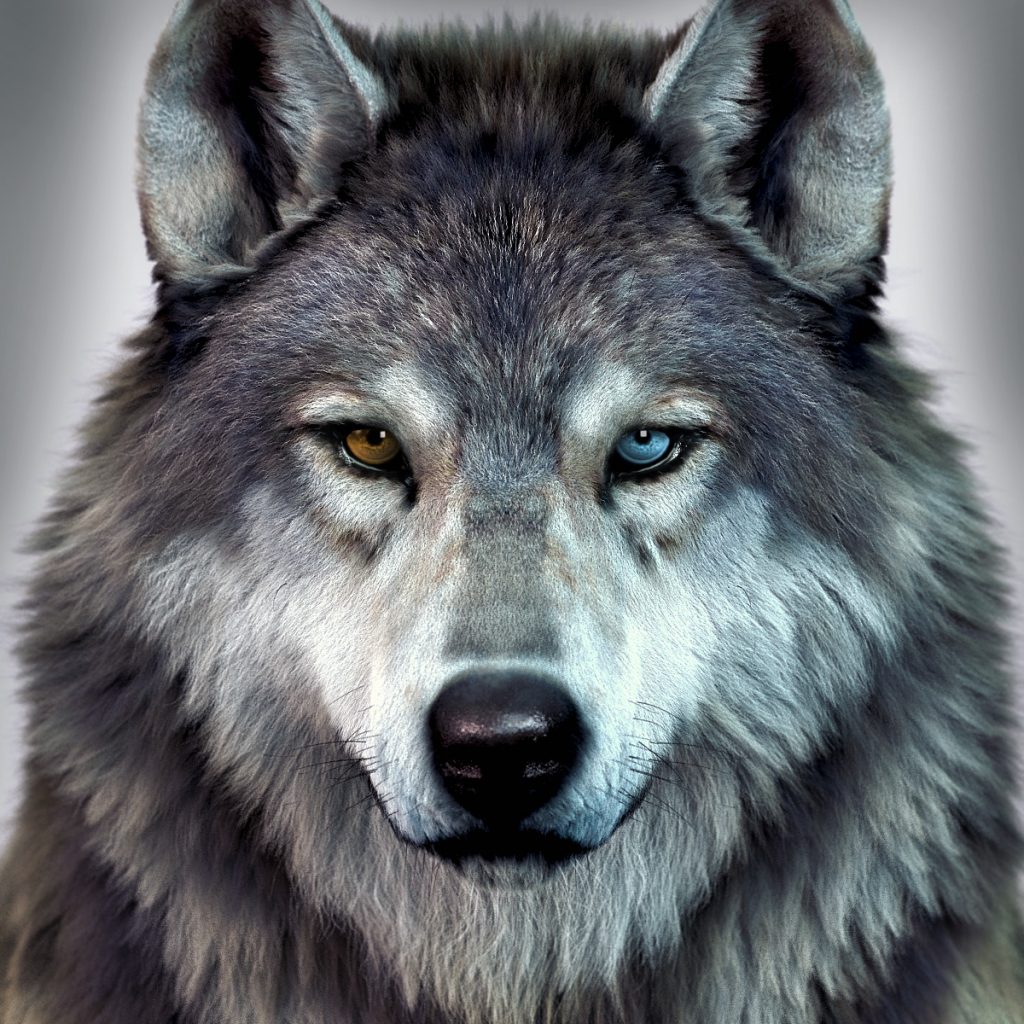 Wolf Free Wallpaper Extensions | Free Chrome New Tab Extensions